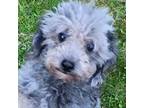Poodle (Toy) Puppy for sale in Spraggs, PA, USA