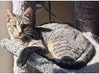 Adopt Georgia a Brown or Chocolate Domestic Shorthair (short coat) cat in San