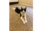 Adopt Mae a Black & White or Tuxedo Domestic Shorthair / Mixed (short coat) cat