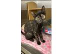 Adopt Lola a Tortoiseshell Domestic Shorthair (short coat) cat in Colmar