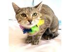 Adopt Audrey a Tan or Fawn Domestic Shorthair / Mixed cat in Harrisonburg