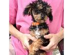 Poodle (Toy) Puppy for sale in Burr Oak, MI, USA