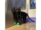 Adopt Skylar a All Black Domestic Shorthair / Mixed cat in Riverside