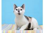 Adopt Kali a Calico or Dilute Calico Domestic Shorthair / Mixed (short coat) cat