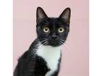 Adopt Betsy Bubbles a Black & White or Tuxedo Domestic Shorthair / Mixed (short