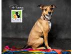 Adopt Penny a Boxer / Border Collie / Mixed dog in Salt Lake City, UT (39037098)