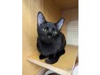 Adopt Pokey 4515 a All Black Domestic Shorthair / Mixed cat in Dallas