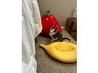 Adopt Tina Turner a Gray or Blue (Mostly) Domestic Shorthair / Mixed (short