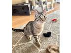 Adopt Ralphie a Domestic Shorthair / Mixed cat in Salt Lake City, UT (38975829)