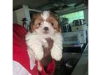 Shih Tzu Puppy for sale in Detroit, MI, USA