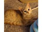 Adopt Mango a Domestic Mediumhair / Mixed cat in Libertyville, IL (39026028)