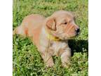 Golden Retriever Puppy for sale in Cape May, NJ, USA