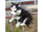 Siberian Husky Puppy for sale in Wilmington, NC, USA