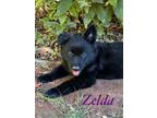 Adopt Zelda a Black Retriever (Unknown Type) / Husky dog in Pleasant Hill