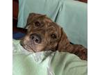 Adopt Justin a Brindle Mountain Cur / Mixed dog in Oceanside, NY (38952462)