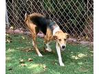 Adopt D-Remy a Foxhound / Treeing Walker Coonhound / Mixed dog in Jacksonville