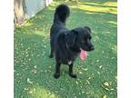 Adopt WildCat a Black Flat-Coated Retriever / Chow Chow dog in Papillion