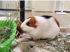 Adopt Leia a Guinea Pig small animal in Oceanside, CA (39020806)