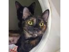 Adopt Snow a Domestic Shorthair / Mixed cat in Oceanside, CA (38933417)