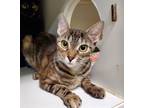 Adopt Mirror a Domestic Shorthair / Mixed cat in Oceanside, CA (38930251)