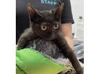 Adopt Dodge a Domestic Shorthair / Mixed cat in Escondido, CA (38962692)