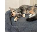 Adopt Miss Halle a Maine Coon (long coat) cat in Parlier, CA (38934038)