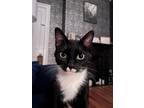 Adopt Diaz a Domestic Shorthair / Mixed (short coat) cat in Cincinnati