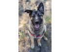 Adopt Ahknana a German Shepherd Dog / Mixed dog in Cranbrook, BC (38969693)