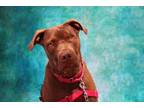 Adopt Cupid a American Pit Bull Terrier / Mixed dog in San Diego, CA (39002807)