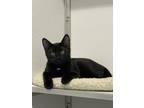 Adopt Comet a Domestic Shorthair / Mixed cat in San Diego, CA (39111052)