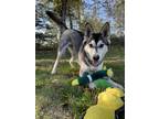 Adopt Buddy a Siberian Husky / Mixed dog in Comox, BC (38983508)