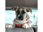 Adopt Jonagold a Australian Cattle Dog / Labrador Retriever / Mixed dog in Fort