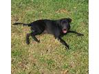 Adopt Rizzoli a Labrador Retriever / Mixed dog in New Orleans, LA (39093577)