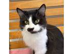 Adopt Estrella a All Black Domestic Shorthair / Mixed cat in Hawthorne
