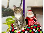 Adopt Christopher a Domestic Shorthair / Mixed (short coat) cat in Rockford
