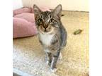 Adopt Sweetie a All Black Domestic Shorthair / Mixed cat in Santa Barbara