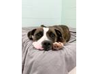 Adopt Athena a Staffordshire Bull Terrier / Mixed dog in Penticton