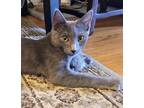 Adopt River a Gray or Blue Domestic Shorthair (short coat) cat in San Francisco
