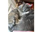 Adopt Hera a Gray or Blue Domestic Shorthair (short coat) cat in San Francisco