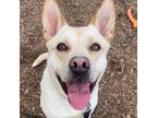 Adopt Dutch a Tan/Yellow/Fawn Labrador Retriever / Pit Bull Terrier / Mixed dog