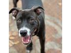 Adopt Dart a Black Labrador Retriever / Mixed dog in Austin, TX (39182813)