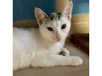 Adopt Cat Flag a White Domestic Shorthair / Mixed cat in Austin, TX (39058249)