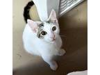 Adopt Bad Cat Brains a White Domestic Shorthair / Mixed cat in Austin