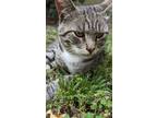 Adopt Grady (Courtesy Post) a Gray, Blue or Silver Tabby Domestic Shorthair /