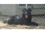 Adopt Darling 23 a Retriever (Unknown Type) / Shepherd (Unknown Type) / Mixed