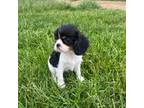 Cavalier King Charles Spaniel Puppy for sale in Fair Play, MO, USA