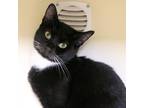 Adopt Elysian a All Black Domestic Shorthair / Mixed cat in Sarasota