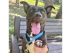 Adopt Cozumel a Black Mixed Breed (Medium) / Mixed dog in Sarasota