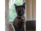 Adopt Stars a Tortoiseshell Domestic Mediumhair / Mixed cat in Wheeling