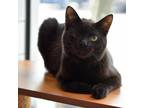 Adopt Alex a All Black Domestic Shorthair / Mixed cat in Jupiter, FL (39057989)